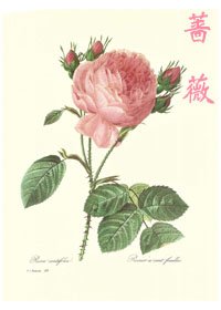 《蔷薇》